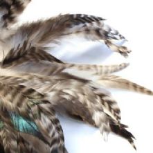 Chinchilla Full Coque Feathers 14-18cm Long x 5cm